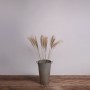 GLOBOSTAR® MISCANTHUS 36537 Αποξηραμένο Διακοσμητικό Μπουκέτο Μίσχανθος - Μπεζ - Μ20 x Π20 x Υ100cm - Πακέτο 20 Τεμαχίων