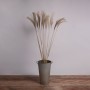 GloboStar® MISCANTHUS 36539 Αποξηραμένο Φυτό Μίσχανθος - Μπουκέτο Διακοσμητικών Κλαδιών Μπεζ Υ140cm - Σετ 10 τμχ